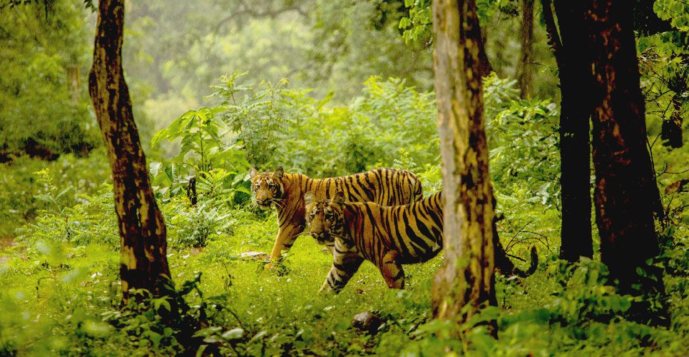Boundless Adventure Chitwan Tigers